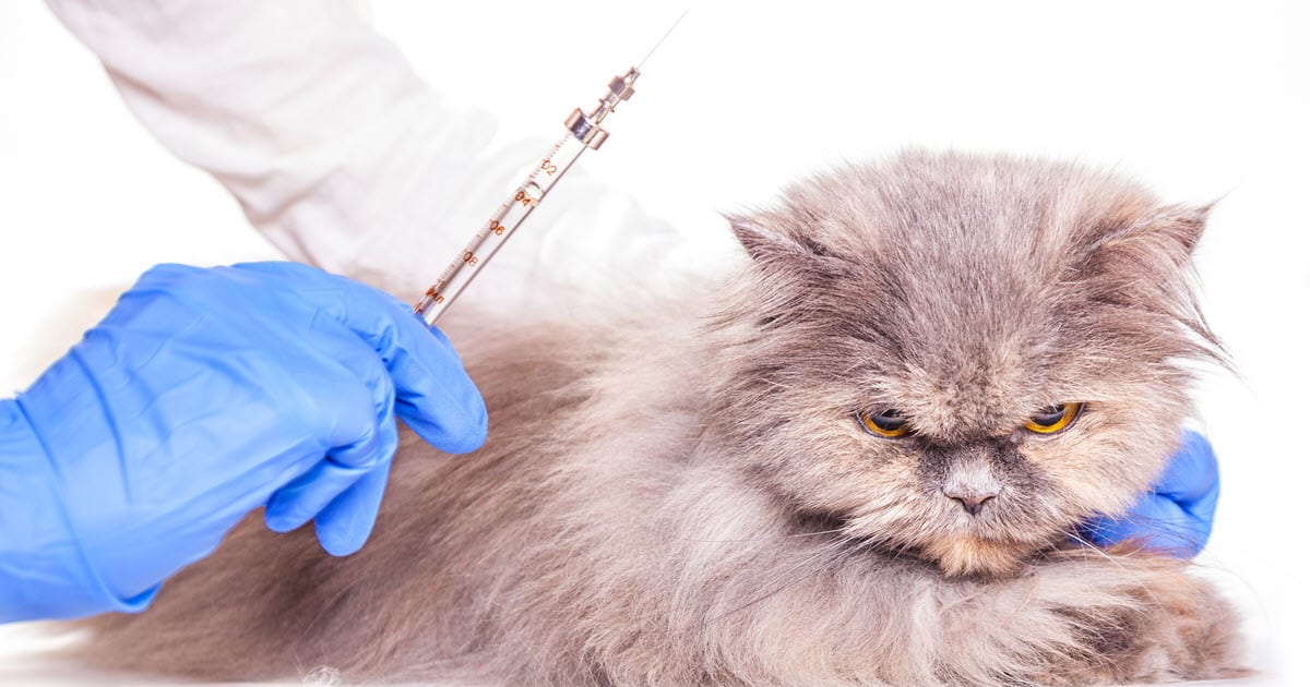 Do Cats Need Shots? Cat Vaccinations, Parasite Control and ...