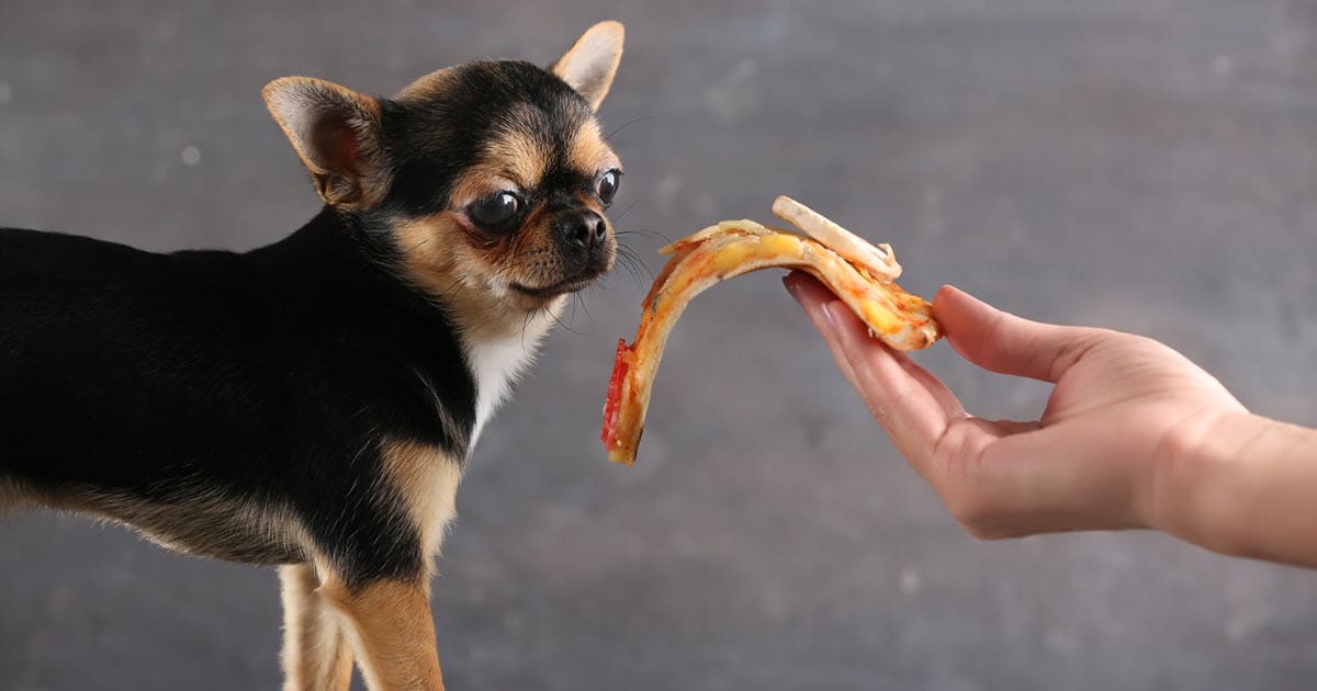 Can Dogs Eat Cheese? Keep Your Pets Healthy