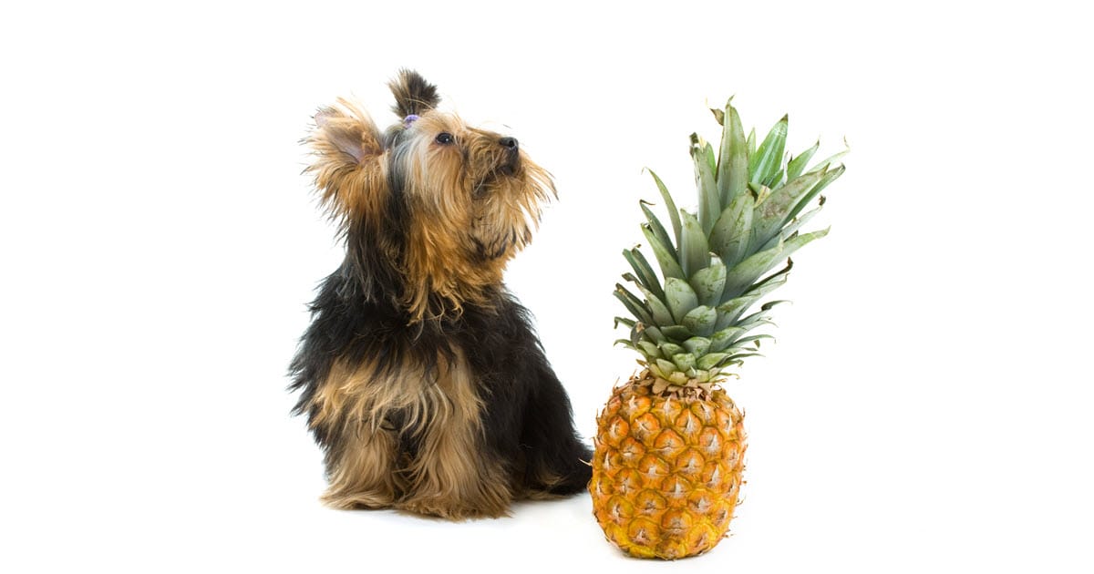 Can Dogs Eat Pineapples? - Keep Your Pets Healthy