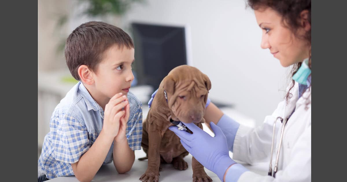 Choosing a Veterinarian Near Me - Keep Your Pets Healthy