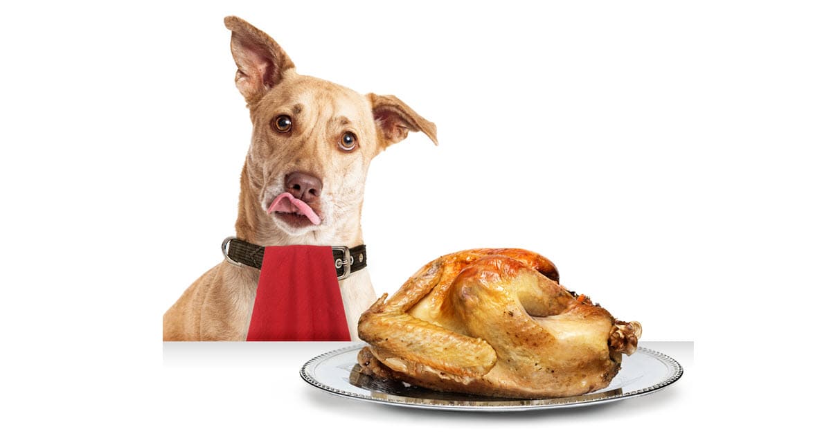 Can Dogs Eat Turkey? - Keep Your Pets Healthy