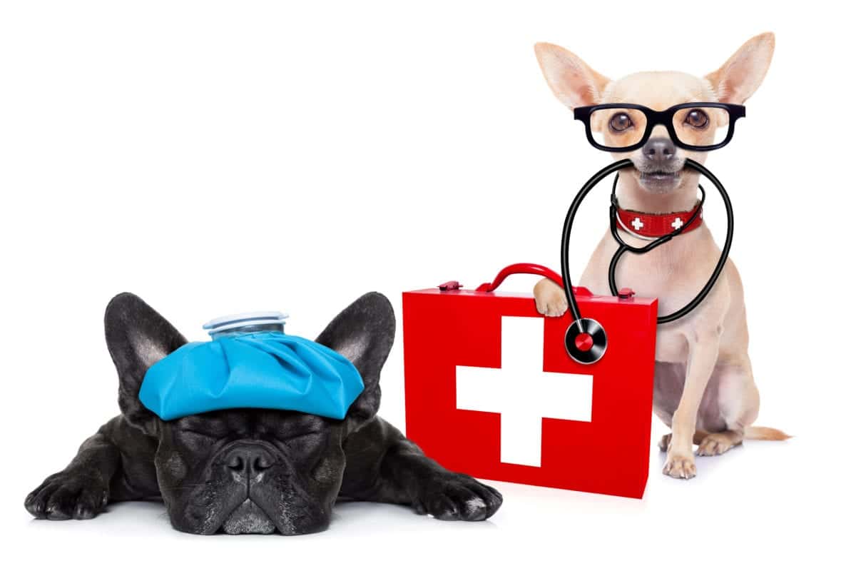 How Much Does Pet Insurance Cost In The Uk