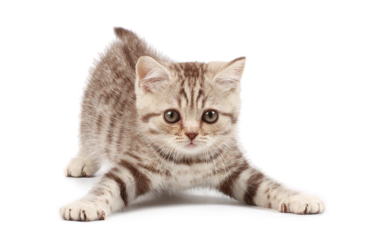 how-much-does-it-cost-to-declaw-a-cat-keep-your-pets-healthy